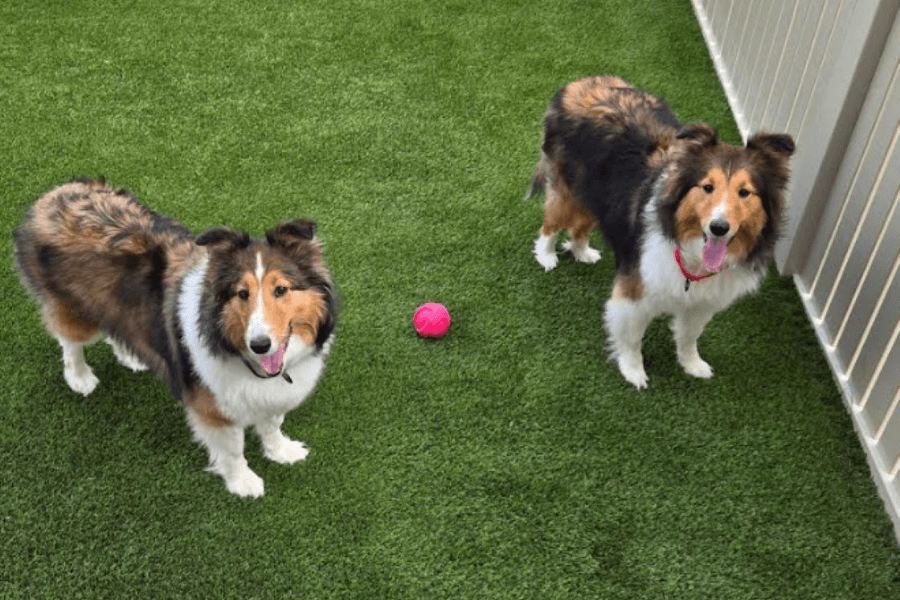 Mud-Free and Loving It A Waterloo, IL Pet Turf Installation